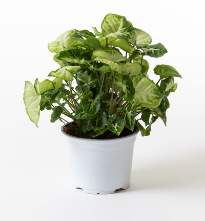 Syngonium Pixie Syngonium Pixie